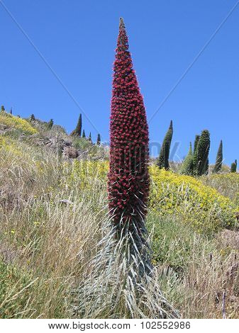 Tower of jewels, red bugloss, Tenerife bugloss or Mount Teide bugloss, Echium wildpretii, Boraginace