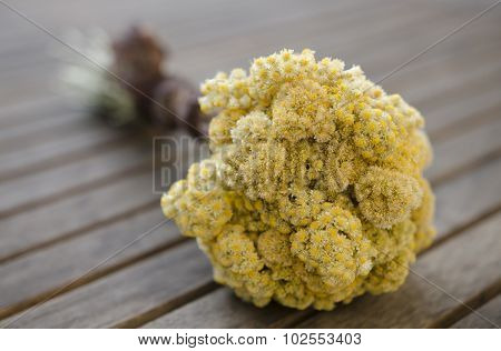 Immortelle Bouquet