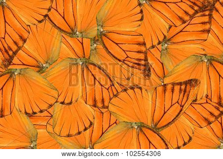 Orange Albatross Butterfly (appias Nero)