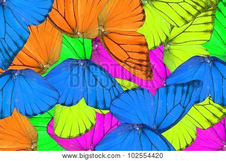 Orange Albatross Butterfly (appias Nero)