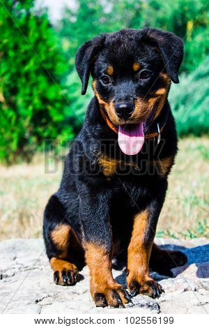 Portrait Of A Purebred Puppy Rottweiler