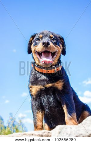 Portrait Of A Purebred Puppy Rottweiler On A Blue Sky Background