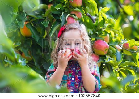 Little Girl Picking Apples From Tree In A Fruit Orchard