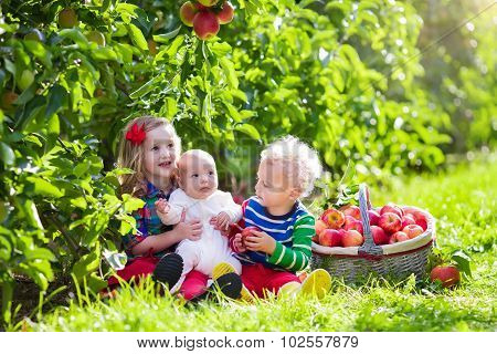 Kids Picking Fresh Apples From Tree In A Fruit Orchard