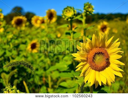 Sunflower