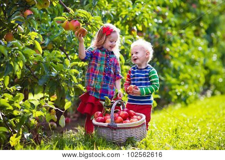 Kids Picking Fresh Apples From Tree In A Fruit Orchard