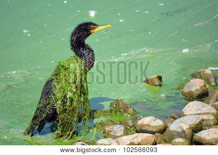 Slime Covered Cormorant Bird