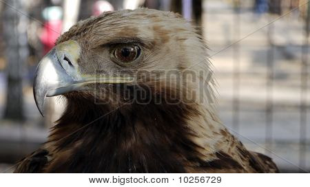Orel v zoo