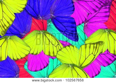 Orange Albatross Butterfly (appias Nero)