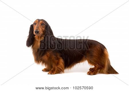 Teckel (dachshund)