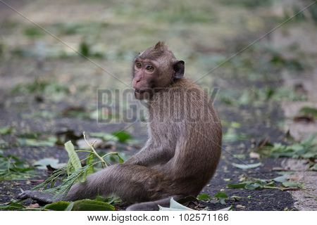 Cute monkeys