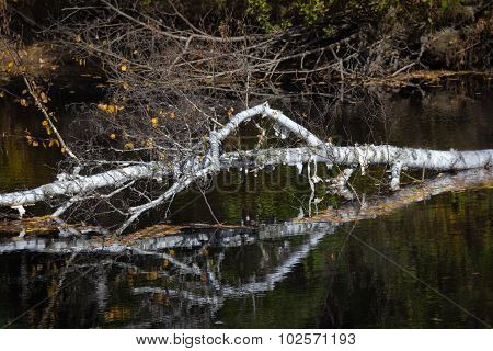 Fallen Tree Reflects In Water
