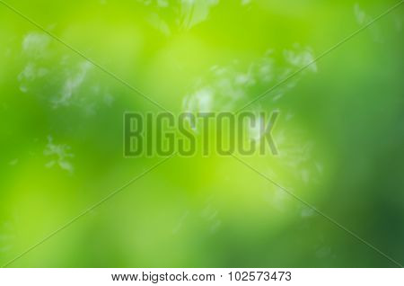 Background Texture Leaves