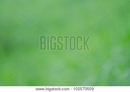 Background Texture Leaves