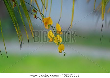 Sesbania flower with coconut leaf