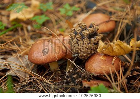 Four Small Suillus Luteus Mushrooms