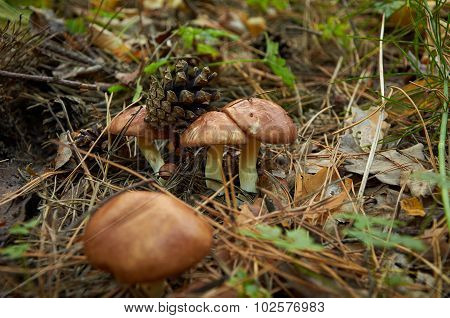 Three Small Suillus Luteus Mushrooms