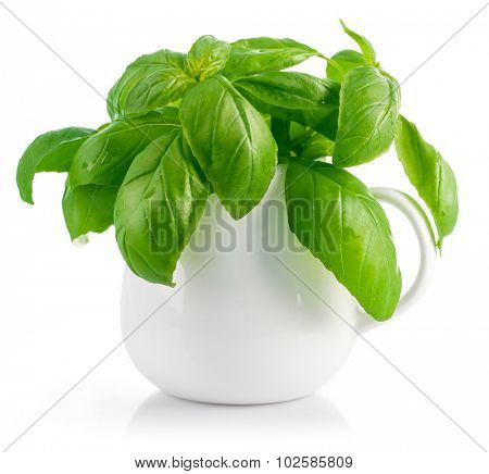 Fresh leaves basil in white vase. Isolated on white background. Illustration