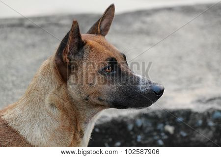 right side view of a stray dog.