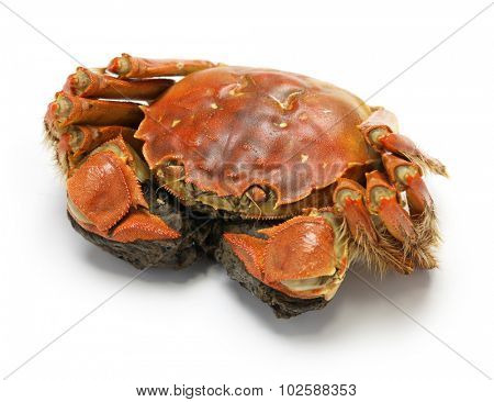 steamed chinese mitten crab, shanghai hairy crab   