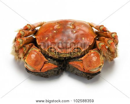 steamed chinese mitten crab, shanghai hairy crab   