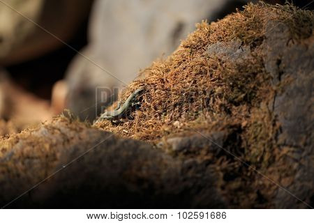 Small Forest Lizard Darevskia Uzzelli.