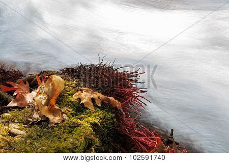 Maple Leaves On The Green Moss With Red Roots Above Water.