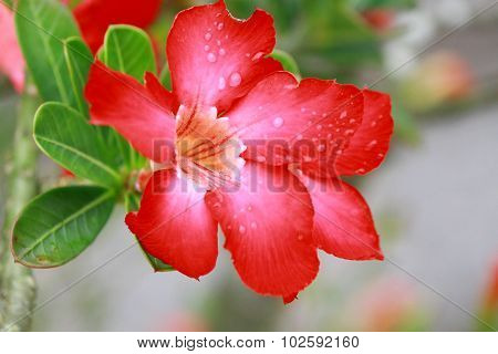 Desert Rose or Impala Lily or Mock Azalea flower