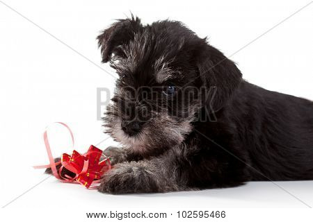 Miniature Schnauzer Puppy over White Background