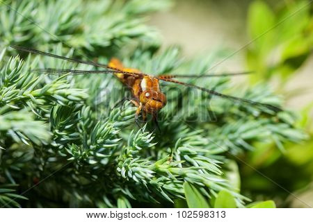 beautiful dragonfly on softwood branch. close