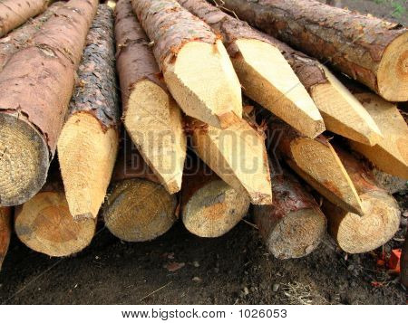 Holz