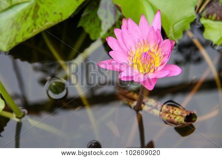 Lotus In Water