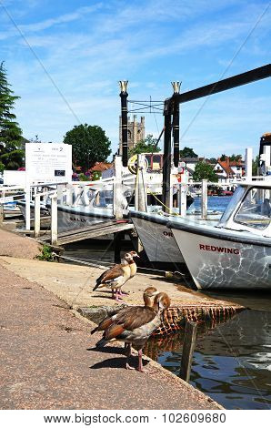 Two Egyptian geese on riverbank, Henley-on-Thames.