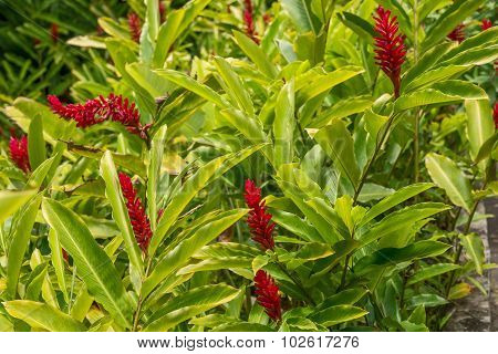 Red ginger, Alpinia purpurata