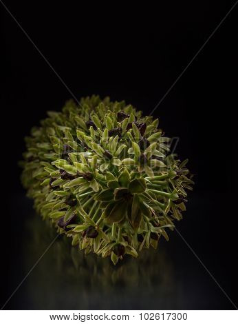 Tuft lily