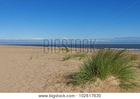 Marram Grass (ammophila Arenaria)