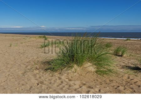 Marram Grass (ammophila Arenaria)