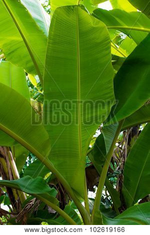 The Top Of The Banana Leaf