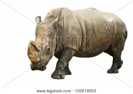 Rhinoceros