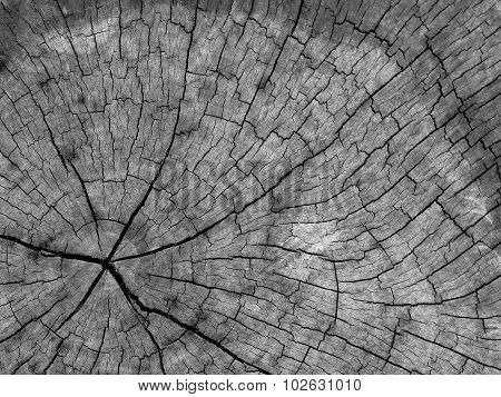 Old stump