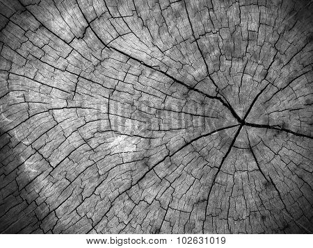 Old stump black and white tone