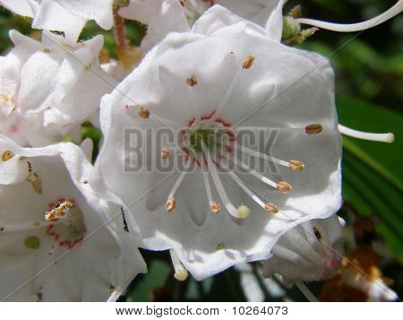 Mountain Laurel