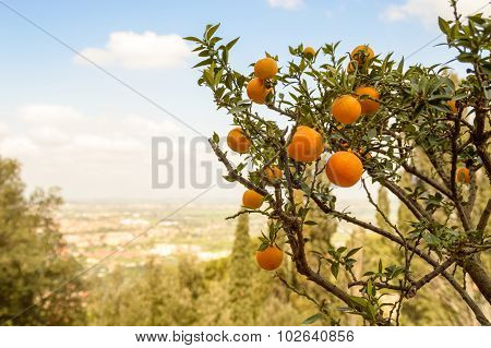 Orange Tree With Fruits On A Hill, Overlooking A Valley