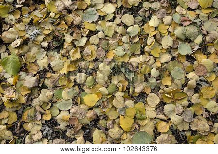 Fallen Leaves During Autumn