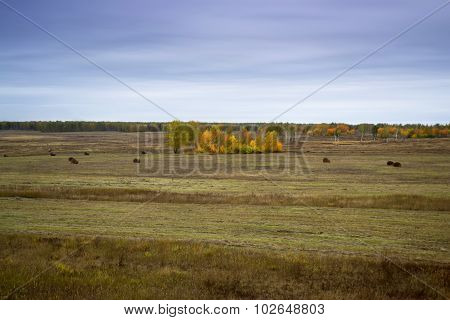 autumn landscape