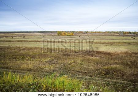 autumn landscape