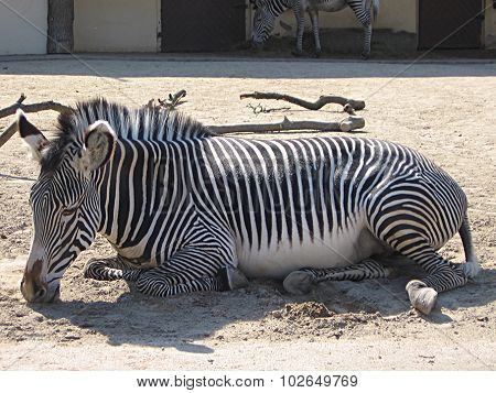 Zebra lies and sleeps
