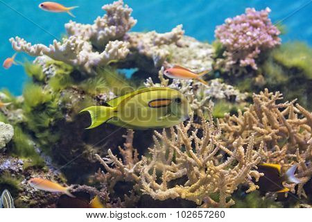 Tropical Fish