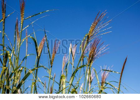 long grass