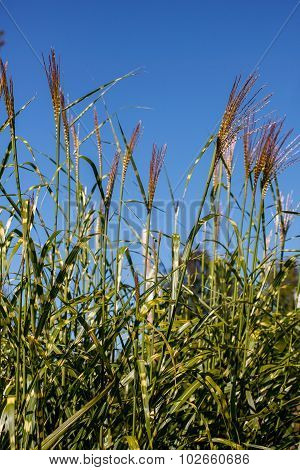 long grass